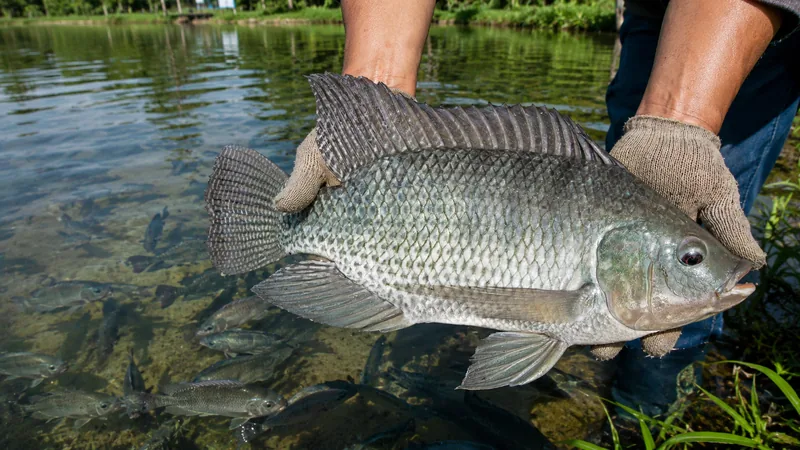 FishpondTEK
