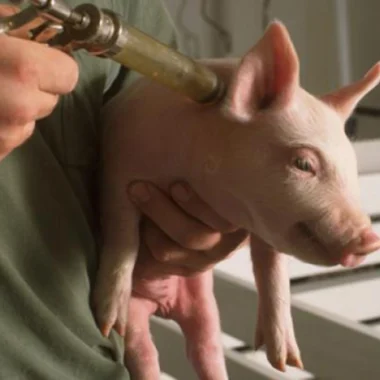 Singapore’s Floating Fish Farms: Battling Challenges to Sustain a Dying Tradition