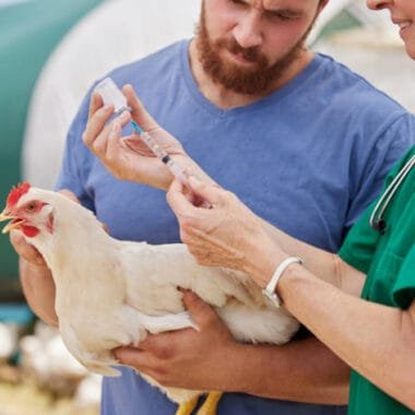 Effective Odor Control in Pig Farming with Probiotics: A Sustainable Solution