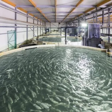Biofloc vs RAS: Which Aquaculture System is More Sustainable and Profitable?
