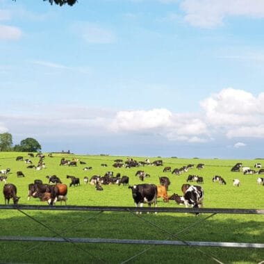 Singapore’s Floating Fish Farms: Battling Challenges to Sustain a Dying Tradition
