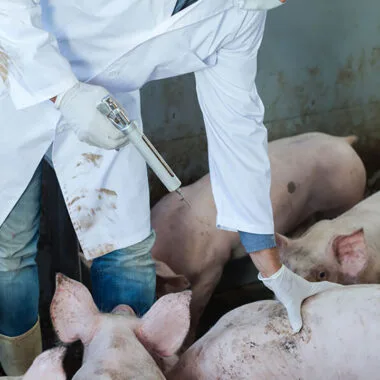 Mitigating African Swine Fever (ASF) with Microbiome Technology: Proactive Strategies for Sustainable Pig Farming