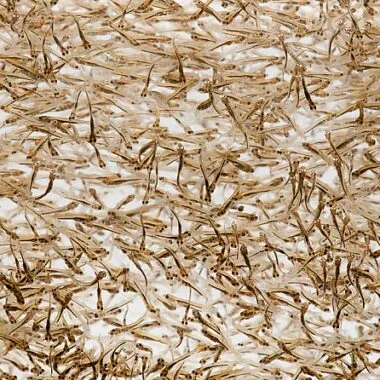 Unlocking the Power of Beneficial Microbes in Larval Rearing for Sustainable Aquaculture