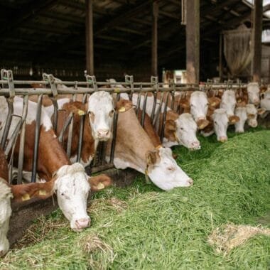 Reducing Antibiotic Dependence in Poultry Farming with Probiotic Solutions