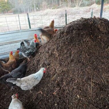 Reducing Antibiotic Dependence in Poultry Farming with Probiotic Solutions