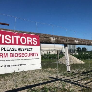 Reducing Antibiotic Dependence in Poultry Farming with Probiotic Solutions