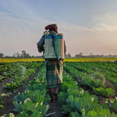 Transforming Saline Soils with Microbial Technology: Restoring Fertility and Boosting Yields