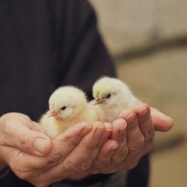 Reducing Antibiotic Dependence in Poultry Farming with Probiotic Solutions