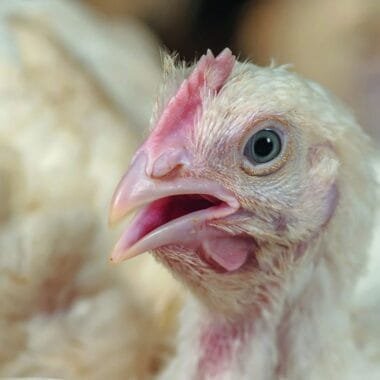 Reducing Antibiotic Dependence in Poultry Farming with Probiotic Solutions