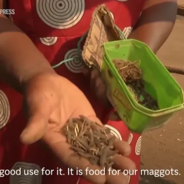 Singapore’s Floating Fish Farms: Battling Challenges to Sustain a Dying Tradition