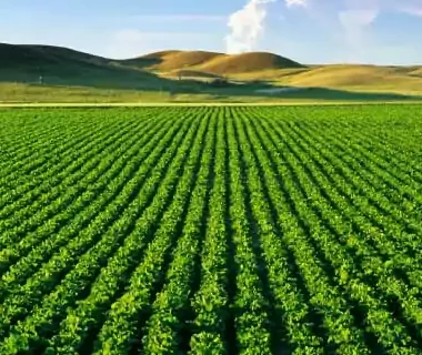 Transforming Saline Soils with Microbial Technology: Restoring Fertility and Boosting Yields