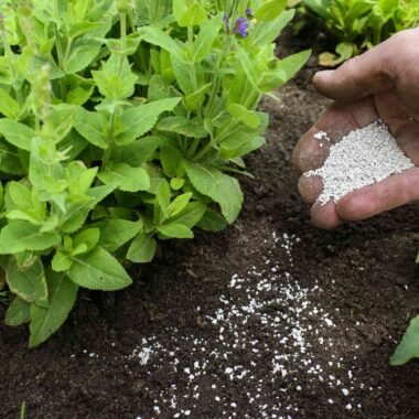 Transforming Saline Soils with Microbial Technology: Restoring Fertility and Boosting Yields