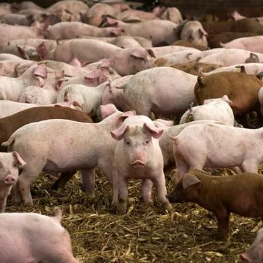 Effective Odor Control in Pig Farming with Probiotics: A Sustainable Solution