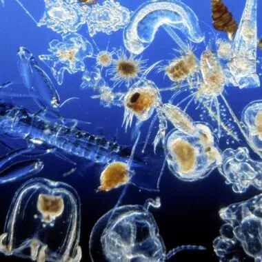 Boosting Plankton Production with Probiotics: A Sustainable Aquaculture Solution