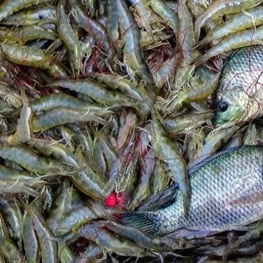 Biofloc vs RAS: Which Aquaculture System is More Sustainable and Profitable?