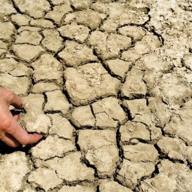 Unlocking Abundant Phosphorus in Crops Through Biological Phosphorus Solubilization