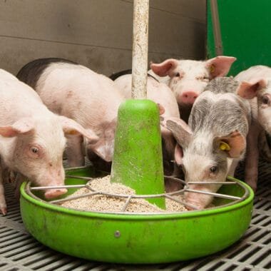 Reducing Antibiotic Dependence in Poultry Farming with Probiotic Solutions