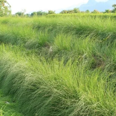 Enhancing Phytoremediation with Beneficial Microbes: A Sustainable Approach to Soil Restoration